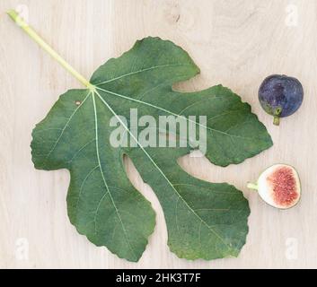 Leaf and fruit of the 'Ronde de Bordeaux' fig Stock Photo