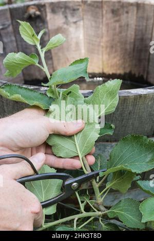 Green pruning of a trellised apple tree in summer. Stock Photo