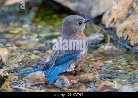 Eastern Bluebird (Sialia sialis) female bathing Marion County, Illinois. Stock Photo