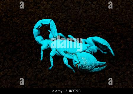 Stock photo of Emperor scorpion (Pandinus imperator) glowing blue under UV  light, captive. Available for sale on