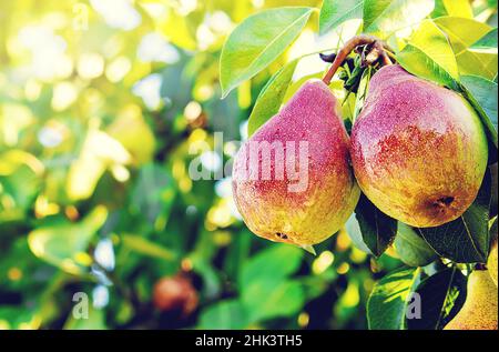 Pears on the tree. Selective focus. food and drink. Stock Photo