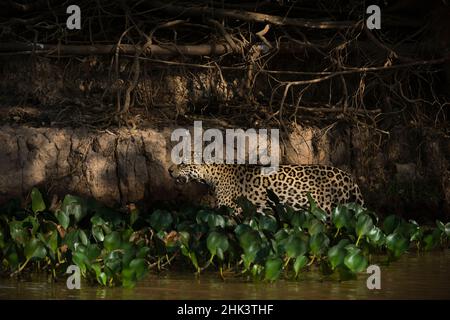 A jaguar, patrolling the river bank, Pantanal, Mato Grosso, Brazil. A jaguar emerges from the shadow of the forest where he was hiding. Its fur allows Stock Photo