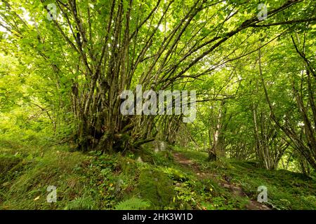 Common hazel (Corylus avellana), Lys valley, Cazeaux-de-Larboust, Haute-Garonne, France Stock Photo
