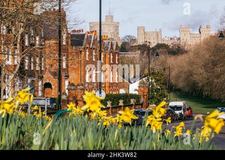 Windsor, UK. 1st February, 2022. Daffodils are pictured in flower against a backdrop of Windsor Castle. London and South-East England have been experiencing a spell of unseasonably warm weather in recent days. Credit: Mark Kerrison/Alamy Live News Stock Photo