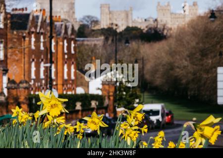 Windsor, UK. 1st February, 2022. Daffodils are pictured in flower against a backdrop of Windsor Castle. London and South-East England have been experiencing a spell of unseasonably warm weather in recent days. Credit: Mark Kerrison/Alamy Live News Stock Photo