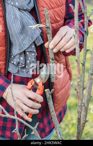 Woman cutting a damaged apple tree branch, in winter Stock Photo