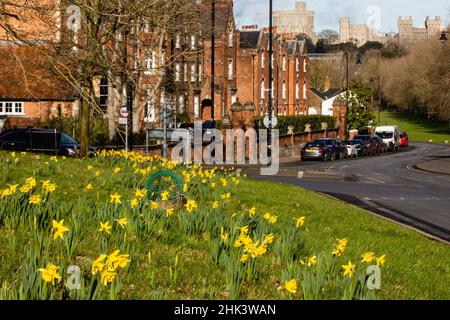 Windsor, UK. 1st February, 2022. Daffodils are pictured in flower against a backdrop of Windsor Castle. London and South-East England have been experiencing a spell of unseasonably warm weather in recent days. Credit: Mark Kerrison/Alamy Live News Stock Photo