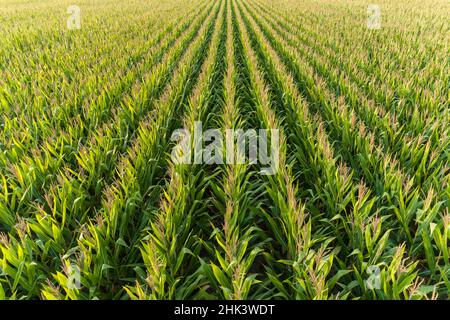 Aerial view of corn field, Marion County, Illinois Stock Photo