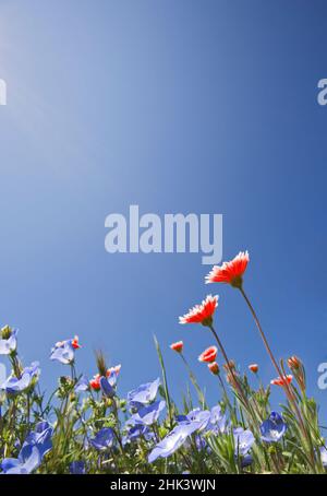 USA, California, Antelope Valley. Tidy tips and baby blue eyes flowers in sunlight. Stock Photo