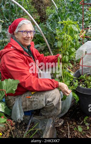 Issaquah, Washington State, USA. Woman harvesting Genovese Basil. (MR) Stock Photo