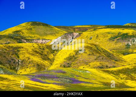 wildflowers in the Temblor Range, Carrizo Plains National Monument ...