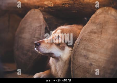 Dog hiding in a bird hide, under an old wooden bench. Looking up. Finnish lapphund. Stock Photo