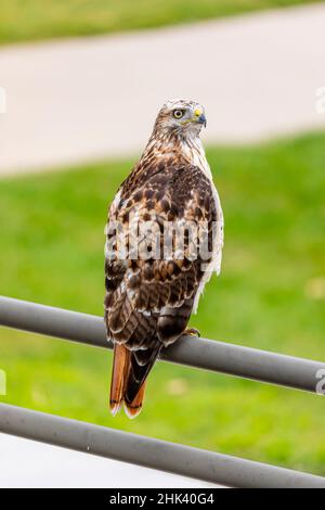 USA, Colorado, Fort Collins. Red-tailed hawk on fence. Credit as Fred Lord / Jaynes Gallery / DanitaDelimont.com Stock Photo