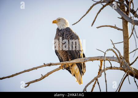 USA, Colorado, Windsor. American bald eagle on limb. Stock Photo