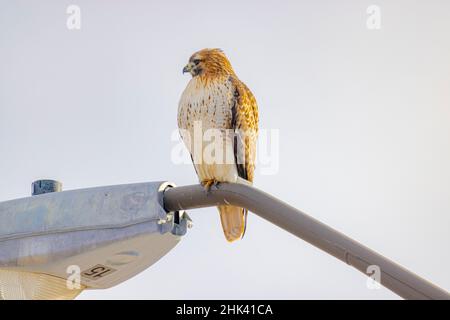 USA, Colorado, Fort Collins. Red-tailed hawk on electric light pole. Stock Photo