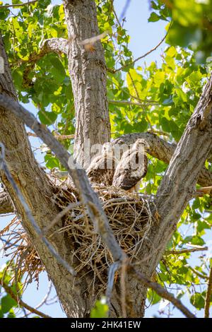 USA, Colorado, Fort Collins. Red-tailed hawk chicks on nest. Stock Photo