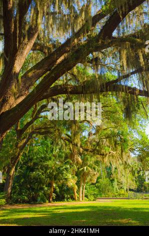 USA, Florida. Tropical garden with palm trees and living oak covered in Spanish moss. Stock Photo