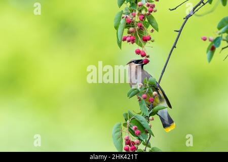Cedar Waxwing eating Serviceberry. Marion County, Illinois, USA. Stock Photo