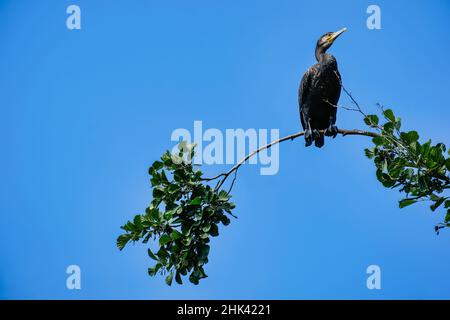 Cormorant resting on tree branch against bright blue sky Stock Photo