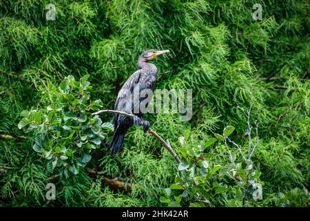 Cormorant resting on tree brunch Stock Photo