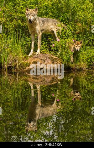 USA, Minnesota, Pine County. Wolf and pup reflect in pond. Credit as: Cathy & Gordon Illg / Jaynes Gallery / DanitaDelimont.com Stock Photo