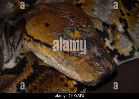 Reticulated Python, Malayopython reticulatus, in captivity, private zoo, Bitung, Sulawesi, Indonesia Stock Photo