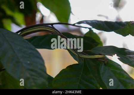 Arboreal Painted Bronzeback Snake, Dendrelaphis pictus, in tree, Klungkung, Bali, Indonesia Stock Photo