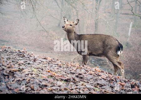 Sika deer in a foggy forest Stock Photo