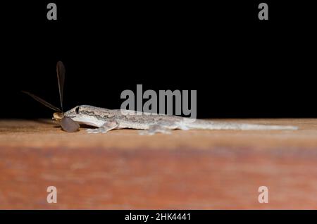Flat-tailed House Gecko, Hemidactylus platyurus, eating Flying Ant, Formicidae Family, Pering, Gianyar, Bali, Indonesia Stock Photo