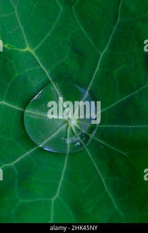 USA, Oregon. Morning dew on lupine leaf. Stock Photo
