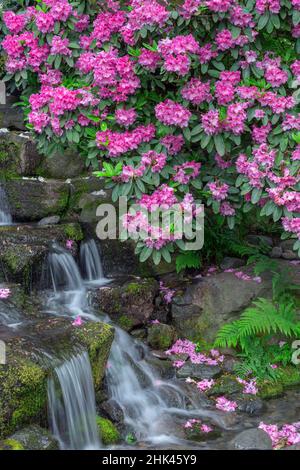 USA, Oregon, Portland, Crystal Springs Rhododendron Garden, Rhododendron blooms alongside waterfall and ferns. Stock Photo