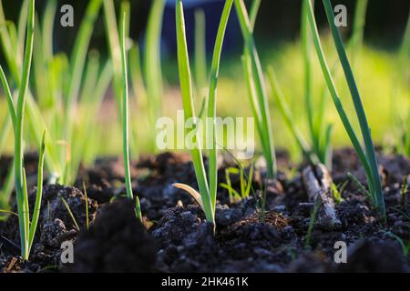 Fresh green onions on the beds. Green onion sprouts grow in the garden. Stock Photo