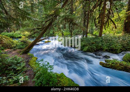 Rushing water in pristine Olallie Creek near McKenzie River, Willamette National Forest, Cascade Mountains, Oregon. Stock Photo