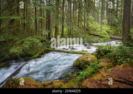 Rushing water in pristine Olallie Creek near McKenzie River, Willamette National Forest, Cascade Mountains, Oregon. Stock Photo