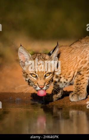Bobcat (Lynx rufus) drinking Stock Photo