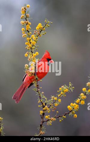 Northern cardinal in habitat Stock Photo - Alamy