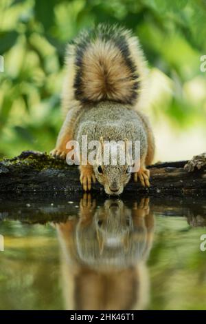 Eastern Fox Squirrel (Sciurus niger), adult drinking, Hill Country, Texas, USA Stock Photo