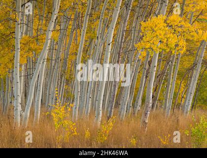 Fall aspen trees along Skyline Drive - Utah, Manti-La Sal National Forest Credit as: Don Paulson / Jaynes Gallery / DanitaDelimont.com Stock Photo
