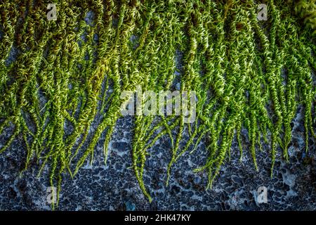 USA, Washington State, Beacon Rock State Park. Moss and lichens growing on concrete bridge. Credit as: Don Paulson / Jaynes Gallery / DanitaDelimont.c Stock Photo