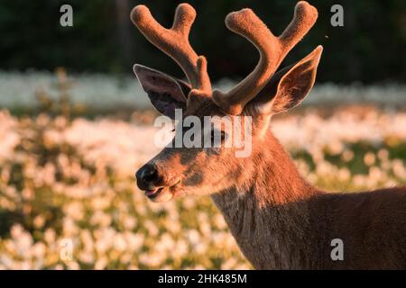 USA, Washington State. Portrait of a Black-tailed deer (Odocoileus hemionus columbianus), a buck in velvet, in a field of Avalanche Lily at Olympic Na Stock Photo