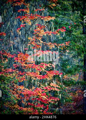 USA, Washington State, Cle Elum, Kittitas County. Vine maples and moss hanging from the tree in Autumn. Stock Photo