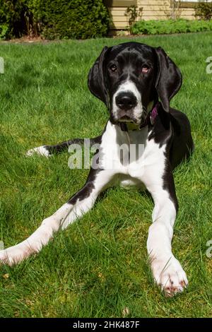 Issaquah, Washington State, USA. Six month old Great Dane puppy resting in her backyard, exhibiting her long legs with huge paws for her overall size. Stock Photo