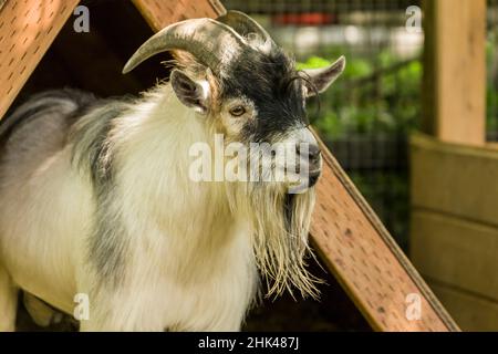 Issaquah, Washington State, USA. Adult African Pygmy Goat. This simple v-shaped shelter in their pen provides protection from the elements and a niche Stock Photo