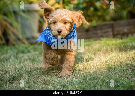 Issaquah, Washington State, USA. Eight week old Goldendoodle puppy wearing a neckerchief while playing on the lawn. (PR) Stock Photo
