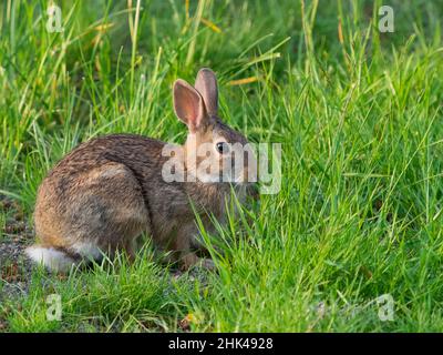 Washington State. Eastern cottontail Stock Photo