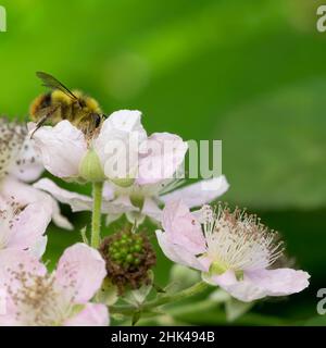 Washington State. Fuzzy-horned bumble bee on Himalayan blackberry blossom Stock Photo