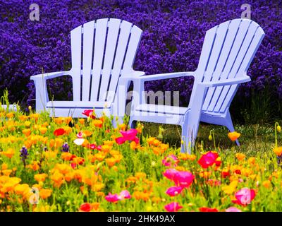 North America;USA;Washington;Adirondack chairs In Field of Lavendar and Poppies Stock Photo