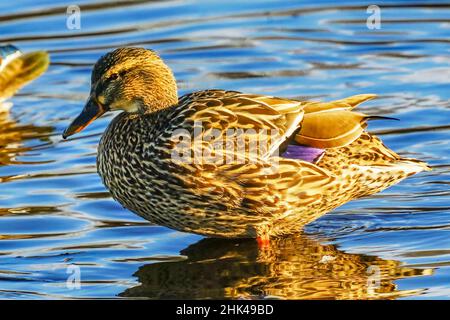 Female mallard duck, Juanita Bay Park, Kirkland Washington State Stock Photo