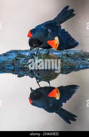 USA, Wyoming, Sublette County. Pinedale, a male Red-winged Blackbird is reflected as it calls from a small island in the middle of it's wetland in Spr Stock Photo