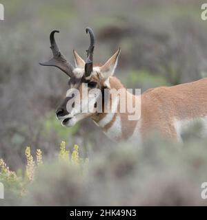 Pronghorn antelope buck feeding on sagebrush, Antilocapra americana, Grand Tetons NP, Wyoming, wild Stock Photo